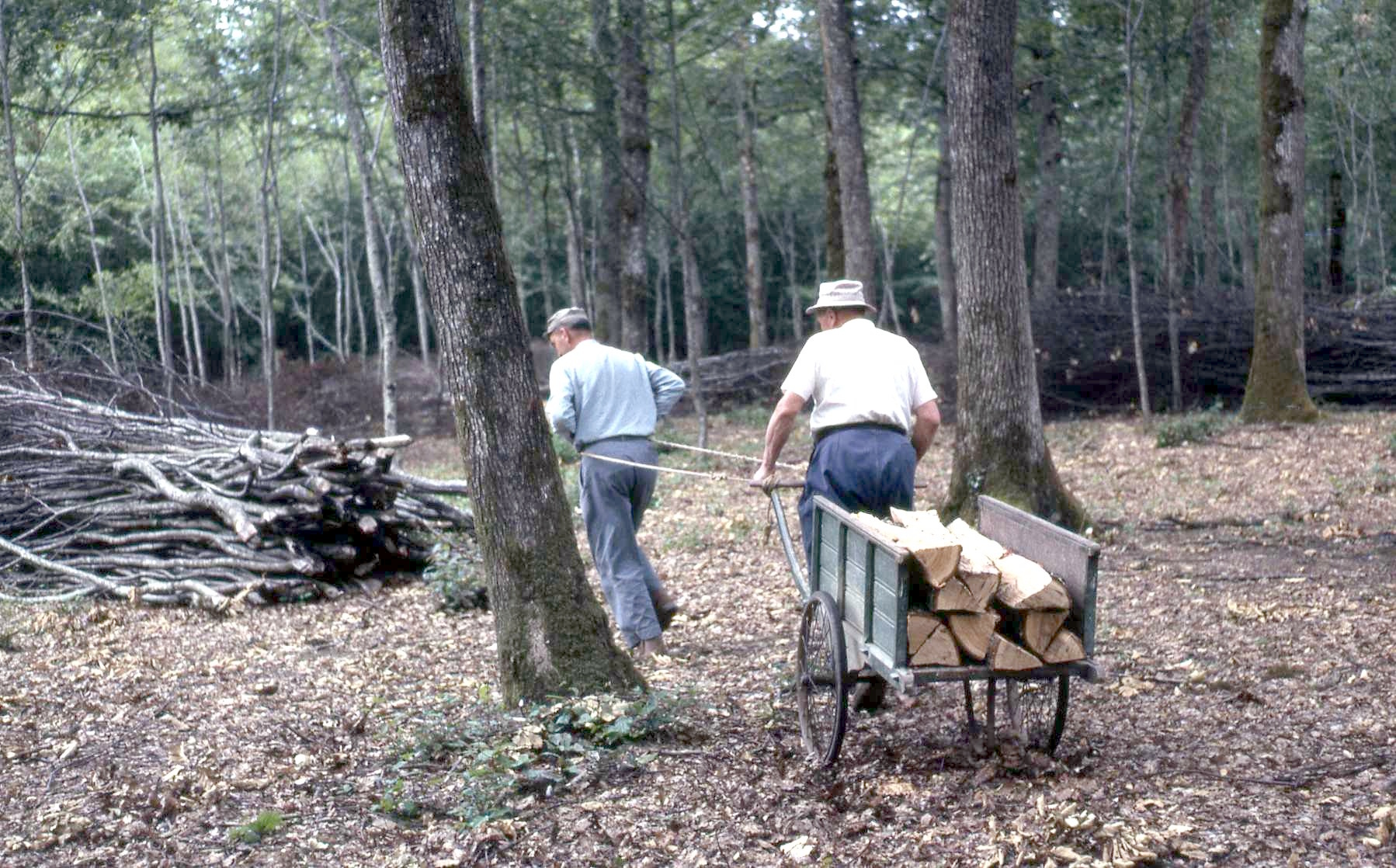 Les affouages dans les bois communaux aux Cornées, RogerB et BernardB